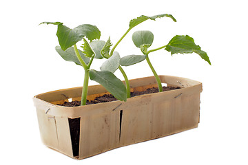 Image showing cucumber seedling