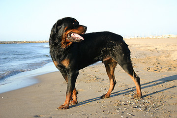 Image showing rottweiler in holidays