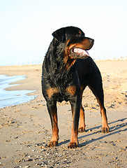 Image showing rottweiler in holidays