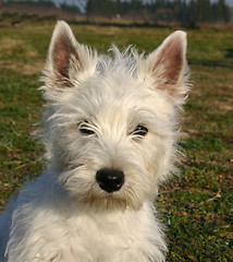 Image showing puppy west highland terrier