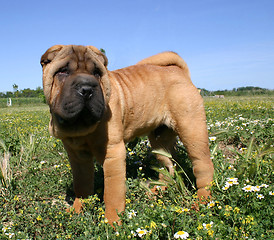 Image showing puppy Shar Pei