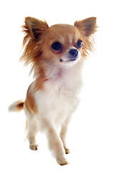 Image showing walking chihuahua