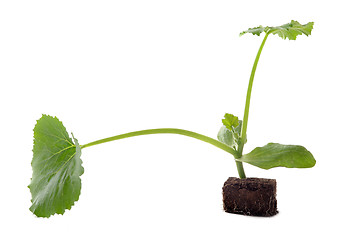 Image showing zucchini seedling