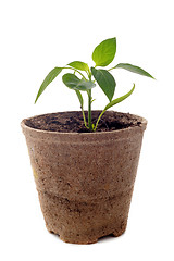 Image showing bell pepper seedling