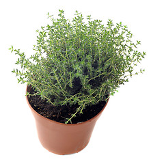 Image showing thyme in pot isolated