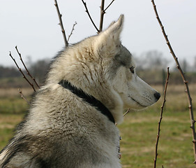 Image showing siberian husky