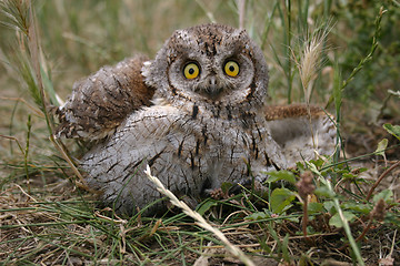 Image showing Little Owl