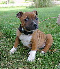 Image showing puppy staffordshire bull terrier