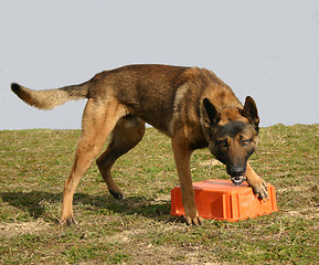 Image showing biting malinois