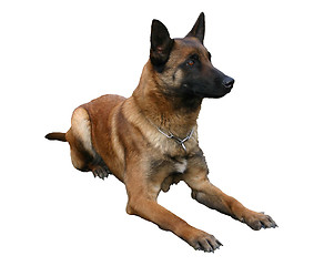 Image showing malinois