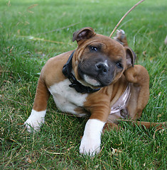 Image showing puppy staffordshire bull terrier