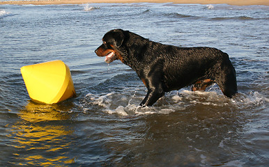 Image showing rottweiler in holidays