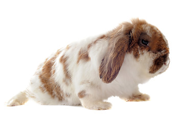 Image showing Lop Rabbit
