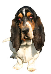 Image showing basset hound