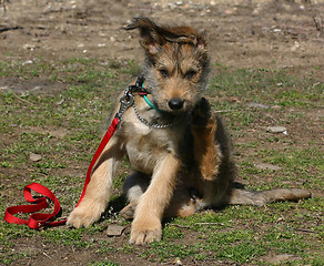 Image showing puppy picardy sheepherd