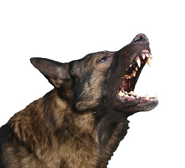 Image showing dangerous dog