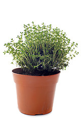 Image showing thyme in pot isolated