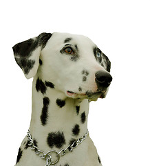 Image showing dalmatian