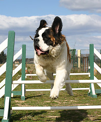 Image showing Saint Bernard in agility