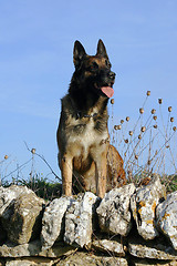 Image showing malinois