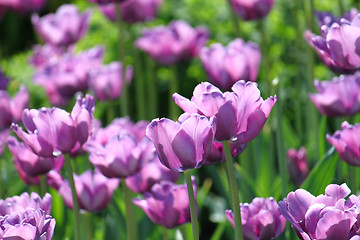 Image showing beautiful tulips