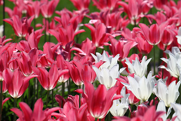 Image showing beautiful tulips