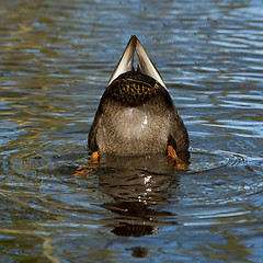 Image showing A duck is eating