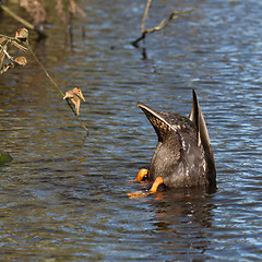 Image showing A duck is eating