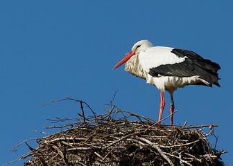 Image showing Stork in a tree