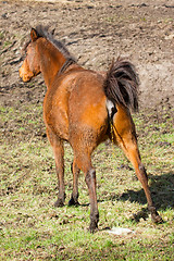 Image showing Horse peeing