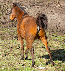Image showing Horse peeing