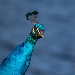 Image showing Peacock