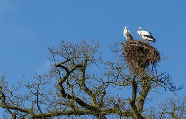 Image showing Pair of storks