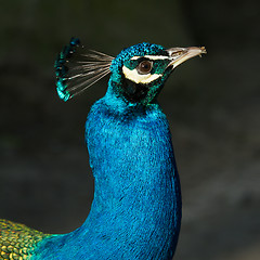 Image showing Peacock