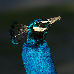 Image showing Peacock