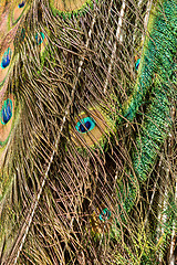 Image showing Feathers of a male peacock
