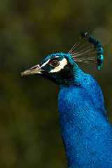 Image showing Peacock