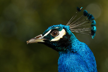 Image showing Peacock