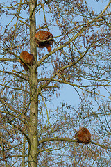 Image showing Three red panda bears sleeping