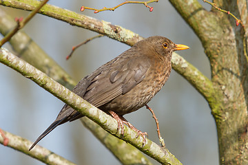 Image showing A blackbird in a tree