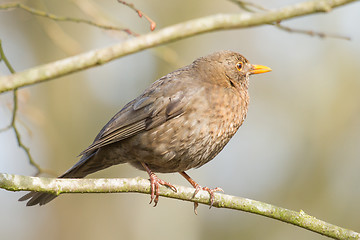 Image showing A blackbird in a tree