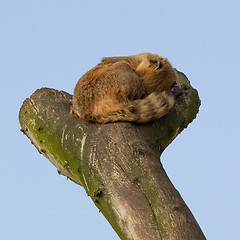 Image showing A coatimundi is sleeping
