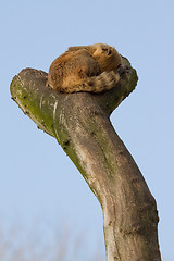 Image showing A coatimundi is sleeping