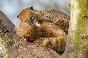 Image showing Two coatimundis are sleeping