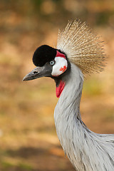 Image showing A crowned crane