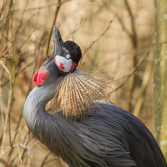 Image showing A crowned crane