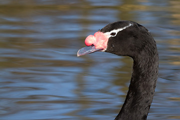 Image showing A swan in a dutch zoo