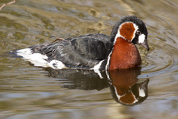 Image showing A Red-breasted Goose is swimming