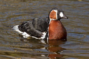 Image showing A Red-breasted Goose is swimming