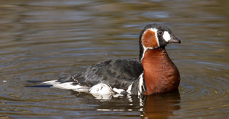 Image showing A Red-breasted Goose is swimming